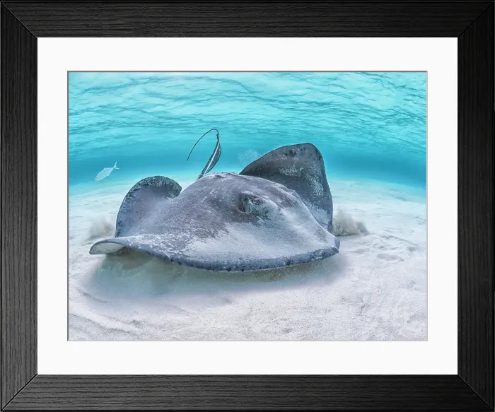 Framed Print : Southern Stingray (Dasyatis americana) at the sandbar in North Sound on Grand Cayman, Cayman Islands, British West Indies Framed Print : Southern Stingray (Dasyatis americana) at the sandbar in North Sound on Grand Cayman, Cayman Islands, British West Indies