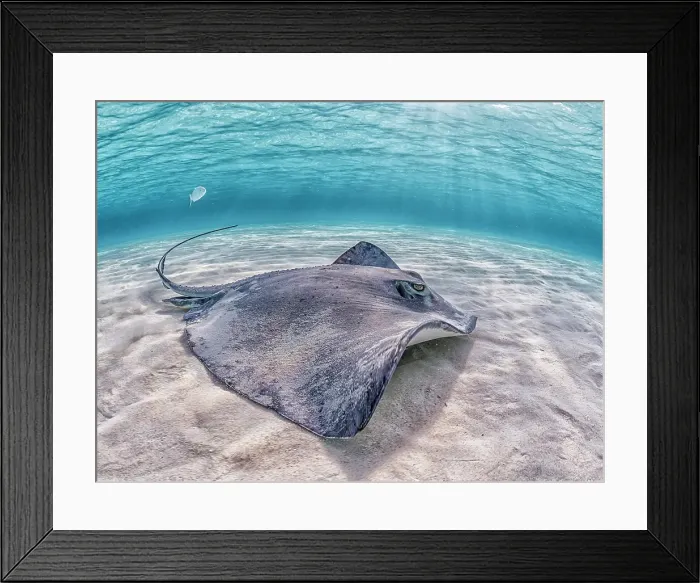 Framed Print : Southern Stingray (Dasyatis americana) at the sandbar in North Sound on Grand Cayman, Cayman Islands, British West Indies Framed Print : Southern Stingray (Dasyatis americana) at the sandbar in North Sound on Grand Cayman, Cayman Islands, British West Indies