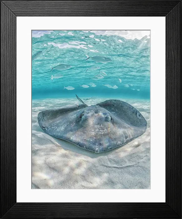 Framed Print : Southern Stingray (Dasyatis americana) at the sandbar in North Sound on Grand Cayman, Cayman Islands, British West Indies Framed Print : Southern Stingray (Dasyatis americana) at the sandbar in North Sound on Grand Cayman, Cayman Islands, British West Indies