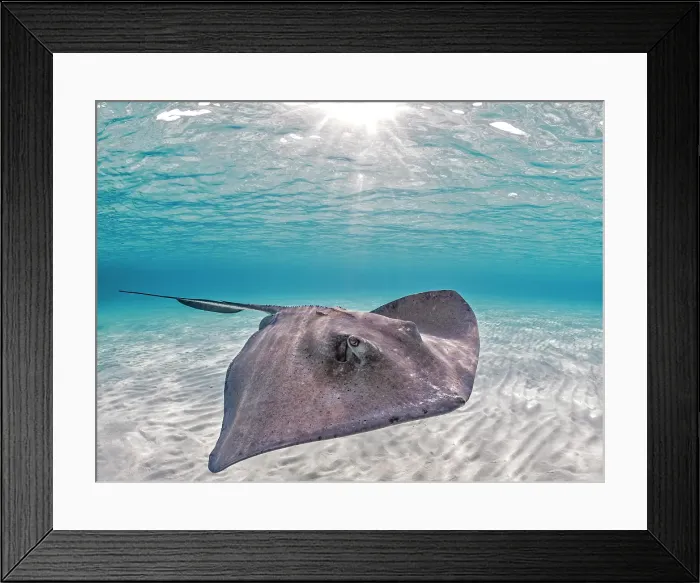 Framed Print : Southern Stingray (Dasyatis americana) at the sandbar in North Sound on Grand Cayman, Cayman Islands, British West Indies