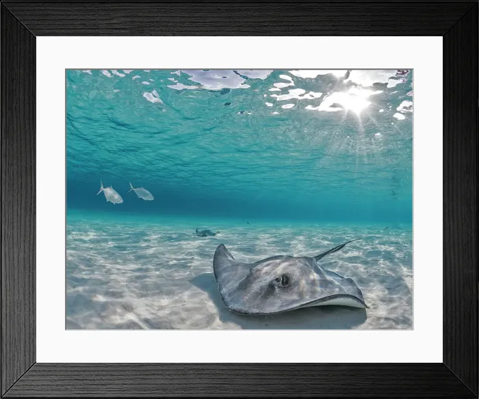 Framed Print : Southern Stingray (Dasyatis americana) at the sandbar in North Sound on Grand Cayman, Cayman Islands, British West Indies Framed Print : Southern Stingray (Dasyatis americana) at the sandbar in North Sound on Grand Cayman, Cayman Islands, British West Indies