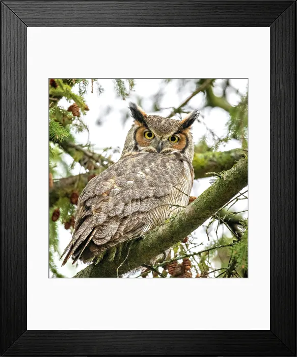 Framed Print : A femail great horned owl perhced in a tree in Ontario, Caanada Framed Print : A femail great horned owl perhced in a tree in Ontario, Caanada