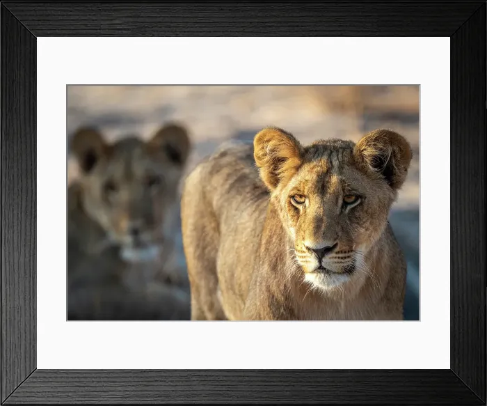 Framed Print : Africa, Botswana, Kalahari, Deception Valley lodge. A semi adult lion cub Framed Print : Africa, Botswana, Kalahari, Deception Valley lodge. A semi adult lion cub