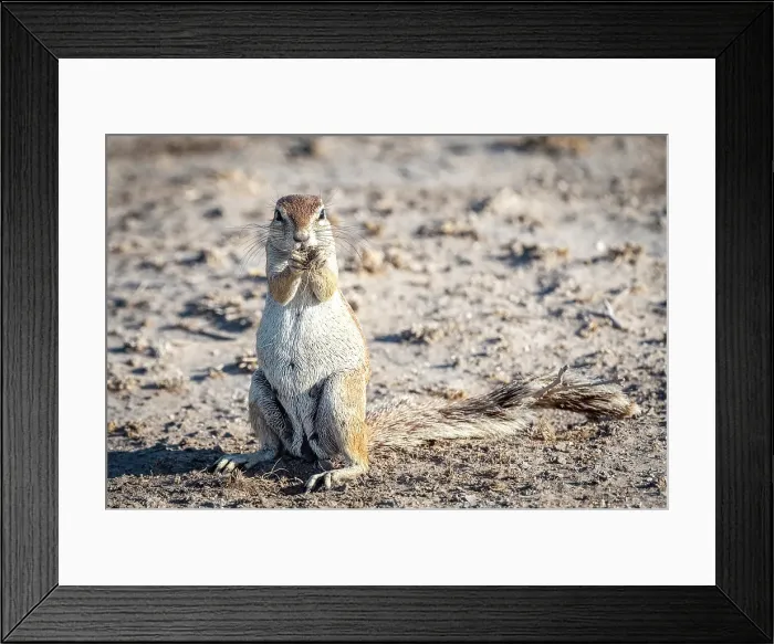 Framed Print : Africa, Botswana, Central Kalahari Game reserve. A female Cape Squirrel