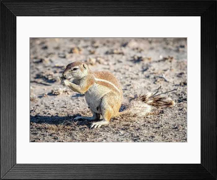 Framed Print : Africa, Botswana, Central Kalahari Game reserve. A female Cape Squirrel