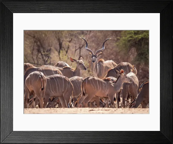 Framed Print : Africa, Botswana, Central Kalahari Game reserve. A group of greater Kudu at a waterhole Framed Print : Africa, Botswana, Central Kalahari Game reserve. A group of greater Kudu at a waterhole