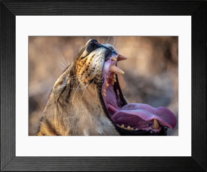 Framed Print : Africa, Botswana, Kalahari, Deception Valley lodge. A close up of a lioness yawning Framed Print : Africa, Botswana, Kalahari, Deception Valley lodge. A close up of a lioness yawning