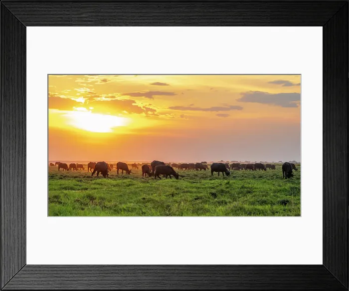 Framed Print : Africa, Botswana, Chobe National Park. A herd of African Buffalo at sunset on the river bank Framed Print : Africa, Botswana, Chobe National Park. A herd of African Buffalo at sunset on the river bank