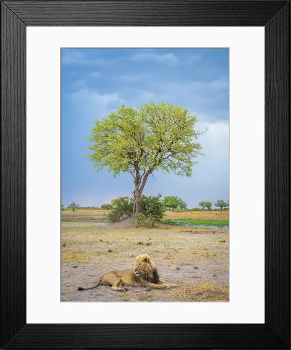 Framed Print : Africa, Botswana, Kwando Concession. A beautiful male lion lying near to a tree Framed Print : Africa, Botswana, Kwando Concession. A beautiful male lion lying near to a tree