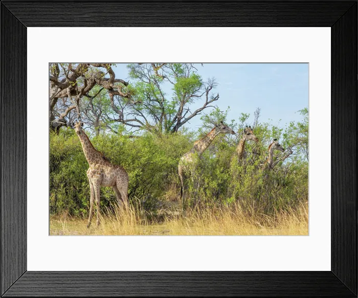 Framed Print : Africa, Botswana, Kwando Concession. A group of Giraffes Framed Print : Africa, Botswana, Kwando Concession. A group of Giraffes