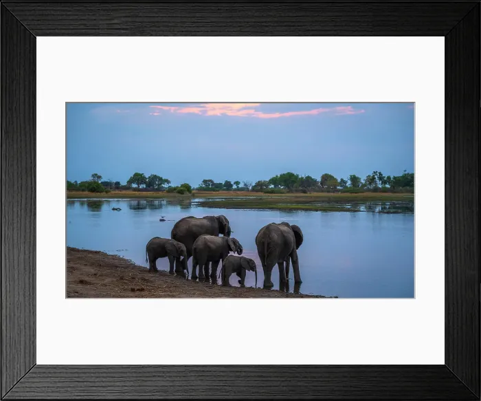 Framed Print : Africa, Botswana, Kwando Concession. An elephant herd drinking in a lagoon at dusk