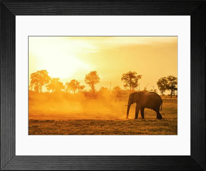 Framed Print : Africa, Botswana, Okawango Delta, Pompom Camp. An elephant at sunset raising dust Framed Print : Africa, Botswana, Okawango Delta, Pompom Camp. An elephant at sunset raising dust