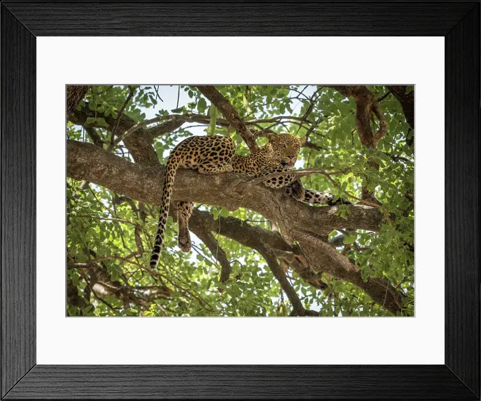 Framed Print : Africa, Botswana, Okawango Delta, Pompom Camp. A beautiful Leopard in the tree Framed Print : Africa, Botswana, Okawango Delta, Pompom Camp. A beautiful Leopard in the tree