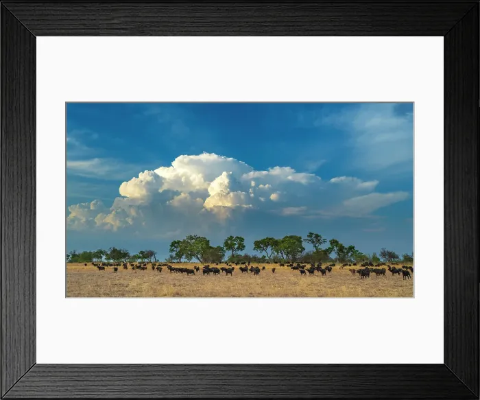 Framed Print : Africa, Botswana, Okawango Delta, Pompom Camp. A huge herd of buffalo in the savanna in front of a thunderstorm cloud Framed Print : Africa, Botswana, Okawango Delta, Pompom Camp. A huge herd of buffalo in the savanna in front of a thunderstorm cloud