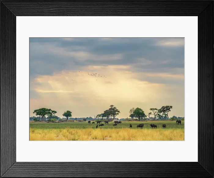 Framed Print : Africa, Botswana, Okawango Delta, Pompom Camp. Gnu and elephants grasing in the morning light Framed Print : Africa, Botswana, Okawango Delta, Pompom Camp. Gnu and elephants grasing in the morning light