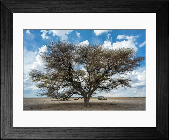 Framed Print : Africa, Botswana, Central Kalahari Game reserve. Deception valley. An acacia tree and the safari car Framed Print : Africa, Botswana, Central Kalahari Game reserve. Deception valley. An acacia tree and the safari car