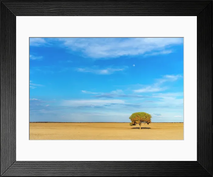 Framed Print : Africa, Botswana, Central Kalahari Game reserve. A desert landscape with a single acacia tree Framed Print : Africa, Botswana, Central Kalahari Game reserve. A desert landscape with a single acacia tree