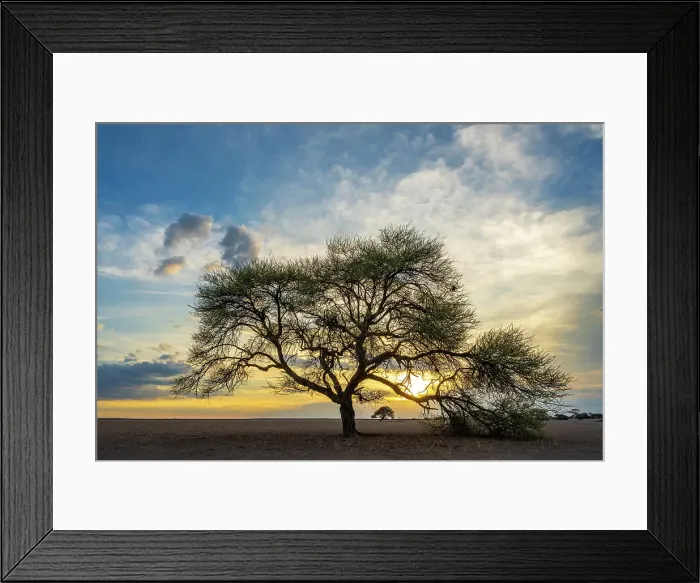 Framed Print : Africa, Botswana, Central Kalahari Game reserve. Sunset in Tau Pan with an acacia tree Framed Print : Africa, Botswana, Central Kalahari Game reserve. Sunset in Tau Pan with an acacia tree
