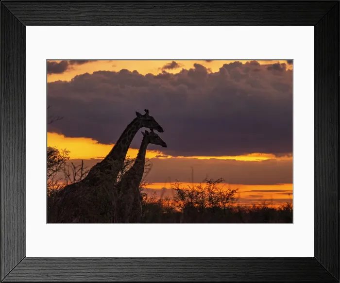 Framed Print : Africa, Botswana, Central Kalahari Game reserve. Sunset with the silhouette of two giraffes Framed Print : Africa, Botswana, Central Kalahari Game reserve. Sunset with the silhouette of two giraffes