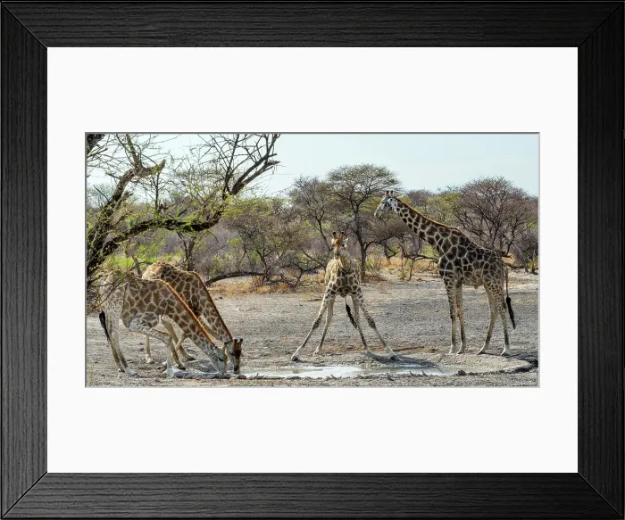 Framed Print : Africa, Botswana, Kalahari, Deception Valley lodge. A group of giraffes at a waterhole drinking Framed Print : Africa, Botswana, Kalahari, Deception Valley lodge. A group of giraffes at a waterhole drinking