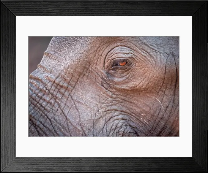 Framed Print : Africa, Botswana, Chobe National Park. Close up of an elephant. Portrait Framed Print : Africa, Botswana, Chobe National Park. Close up of an elephant. Portrait
