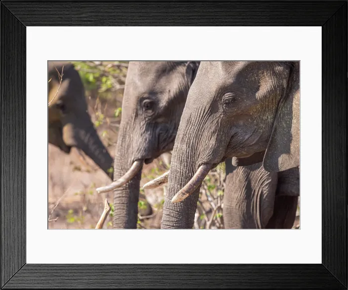 Framed Print : Africa, Botswana, Chobe National Park. An elephant family