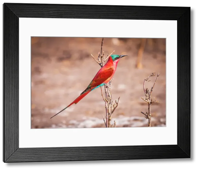 Framed Print : Africa, Botswana, Chobe National Park. A Southern carmine bee-eater Framed Print : Africa, Botswana, Chobe National Park. A Southern carmine bee-eater