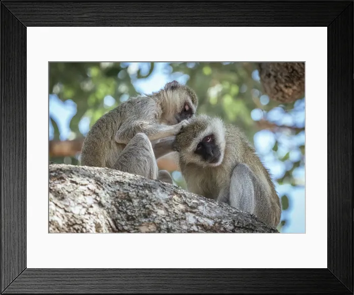 Framed Print : Africa, Botswana, Chobe National Park. Two vervet monkeys grooming each other on a tree Framed Print : Africa, Botswana, Chobe National Park. Two vervet monkeys grooming each other on a tree