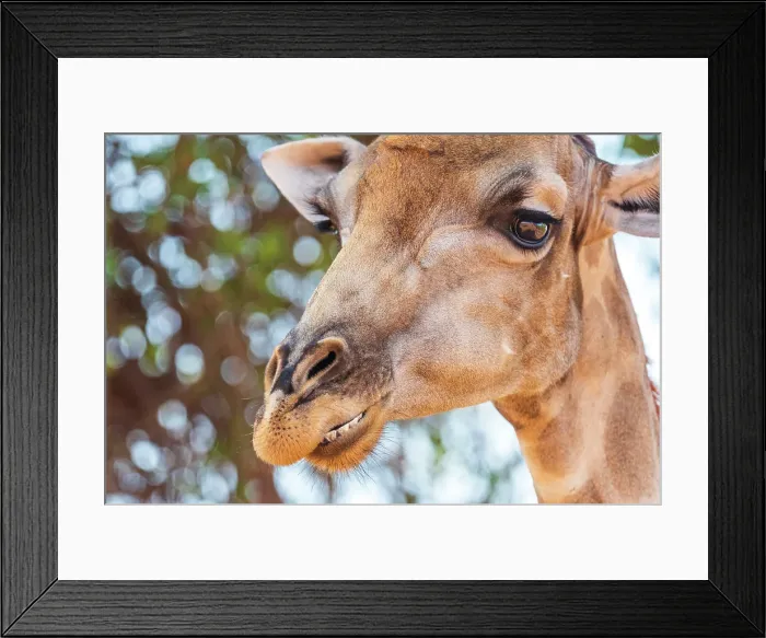 Framed Print : Africa, Botswana, Chobe National Park. A close up of a Southern Giraffe smiling (chewing)
