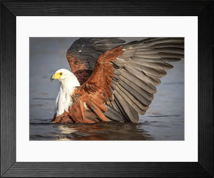 Framed Print : Africa, Botswana, Chobe National Park. An african fish eagle starting to fly from the water Framed Print : Africa, Botswana, Chobe National Park. An african fish eagle starting to fly from the water