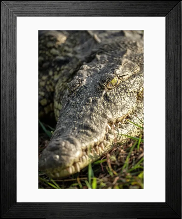 Framed Print : Africa, Botswana, Chobe National Park. A portrait of a crocodile on the river bank Framed Print : Africa, Botswana, Chobe National Park. A portrait of a crocodile on the river bank