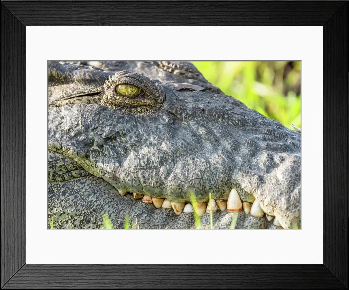 Framed Print : Africa, Botswana, Chobe National Park. A portrait of a crocodile on the river bank