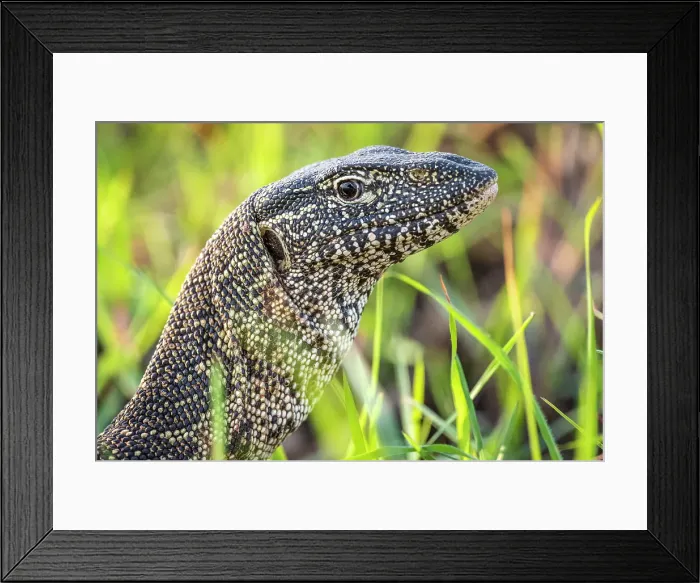 Framed Print : Africa, Botswana, Chobe National Park. A portrait of a nile monitor