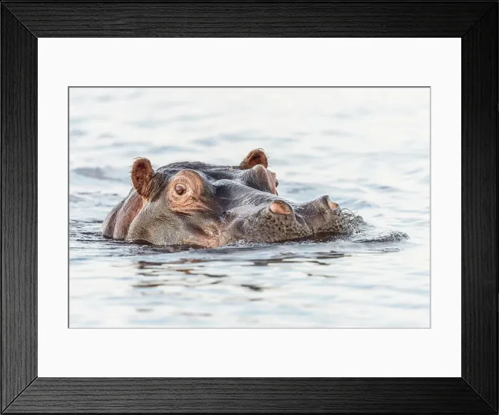 Framed Print : Africa, Botswana, Chobe National Park. A portrait of a hippopotamus