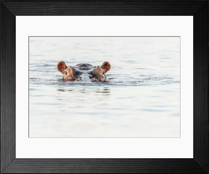 Framed Print : Africa, Botswana, Chobe National Park. A portrait of a hippopotamus swimming in the water
