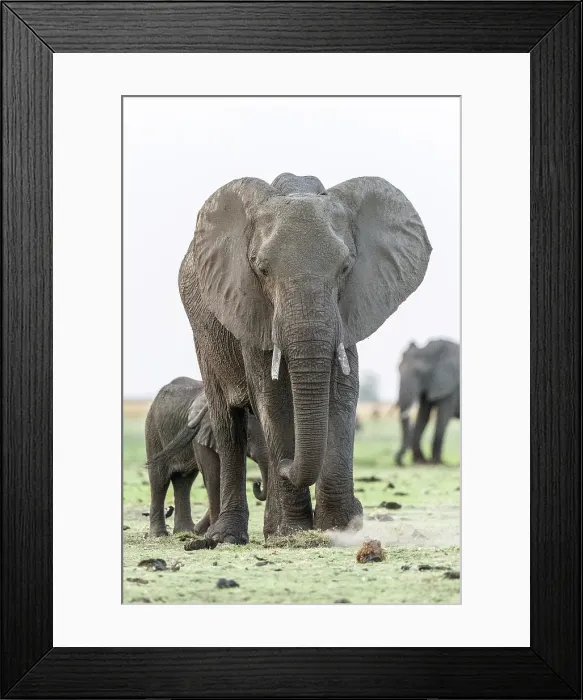 Framed Print : Africa, Botswana, Chobe National Park. An elephant family on the river bank of the Chobe
