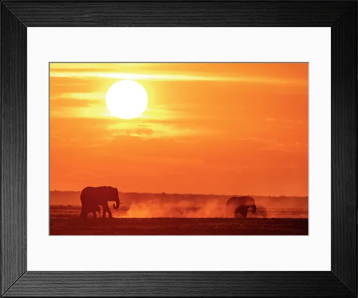 Framed Print : Africa, Botswana, Chobe National Park. An elephant family at sunset on the riverbank Framed Print : Africa, Botswana, Chobe National Park. An elephant family at sunset on the riverbank