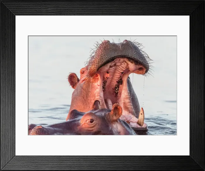 Framed Print : Africa, Botswana, Chobe National Park. A portrait of a hippopotamus yawning Framed Print : Africa, Botswana, Chobe National Park. A portrait of a hippopotamus yawning