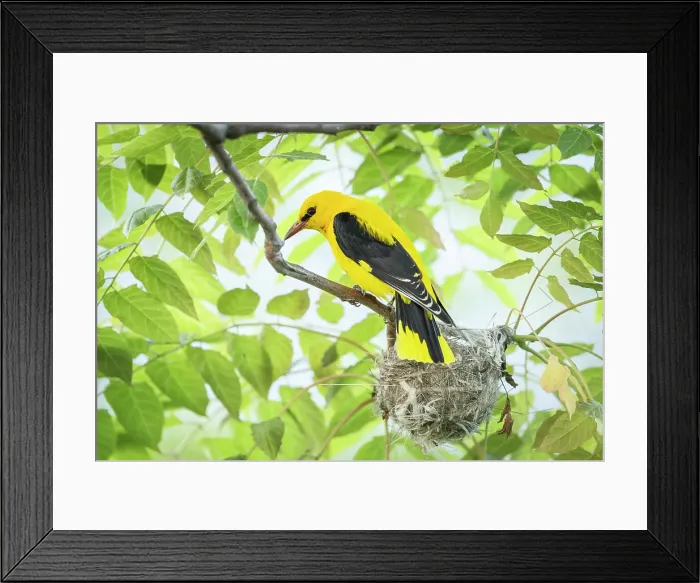 Framed Print : Golden Oriole (Oriolus oriolus) male perched in tree close to nest, near Bratsigovo, Bulgaria Framed Print : Golden Oriole (Oriolus oriolus) male perched in tree close to nest, near Bratsigovo, Bulgaria