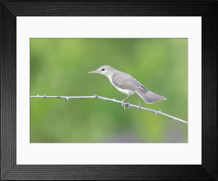 Framed Print : Eastern Olivaceous Warbler (Iduna pallida), perched on bramble near Bratsigovo, Bulgaria Framed Print : Eastern Olivaceous Warbler (Iduna pallida), perched on bramble near Bratsigovo, Bulgaria
