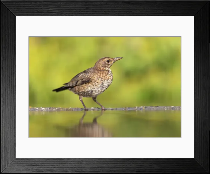 Framed Print : Blackbird (Turdus merula), juvenile at drinking pool, near Bratsigovo, Bulgaria