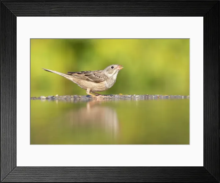 Framed Print : Ortolan Bunting (Emberiza hortulana), adult drinking at pool, near Bratsigovo, Bulgaria Framed Print : Ortolan Bunting (Emberiza hortulana), adult drinking at pool, near Bratsigovo, Bulgaria