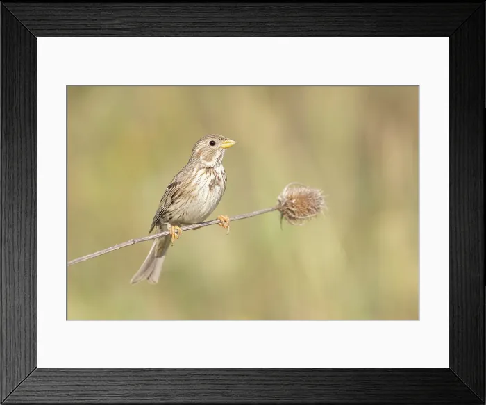 Framed Print : Corn Bunting (Emberiza caladra) on teasel seedhead, near Bratsigovo, Bulgaria