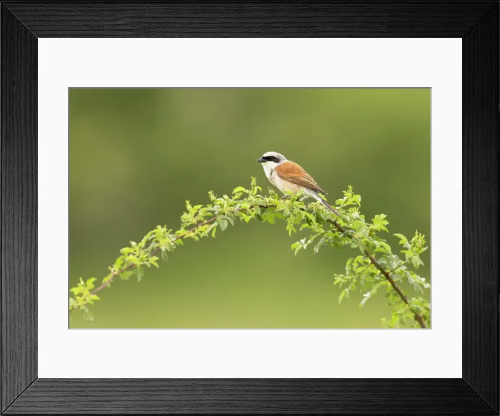 Framed Print : Red-backed Shrike (Lanius collurio), single adult perched, near Bratsigovo, Bulgaria Framed Print : Red-backed Shrike (Lanius collurio), single adult perched, near Bratsigovo, Bulgaria