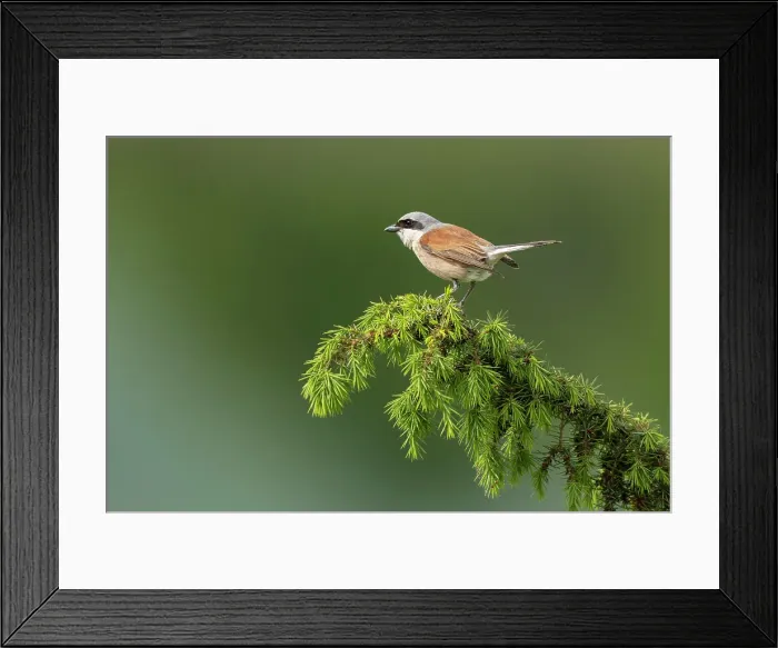 Framed Print : Red-backed Shrike (Lanius collurio), single adult perched, near Bratsigovo, Bulgaria Framed Print : Red-backed Shrike (Lanius collurio), single adult perched, near Bratsigovo, Bulgaria