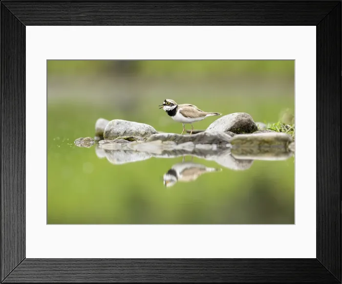 Framed Print : Little Ringed Plover (Charadrius dubius), vocalising at breeding site near Bratsigovo, Bulgaria Framed Print : Little Ringed Plover (Charadrius dubius), vocalising at breeding site near Bratsigovo, Bulgaria