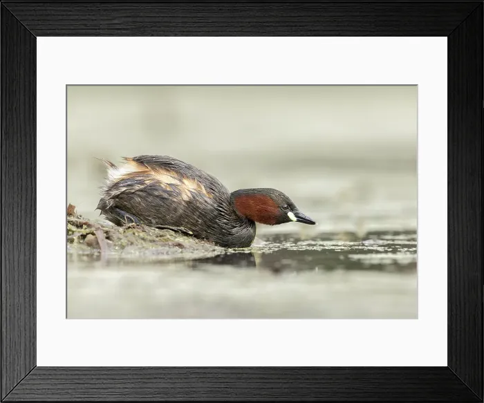 Framed Print : Little Grebe (Tachybaptus ruficollis), near Bratsigovo, Bulgaria Framed Print : Little Grebe (Tachybaptus ruficollis), near Bratsigovo, Bulgaria
