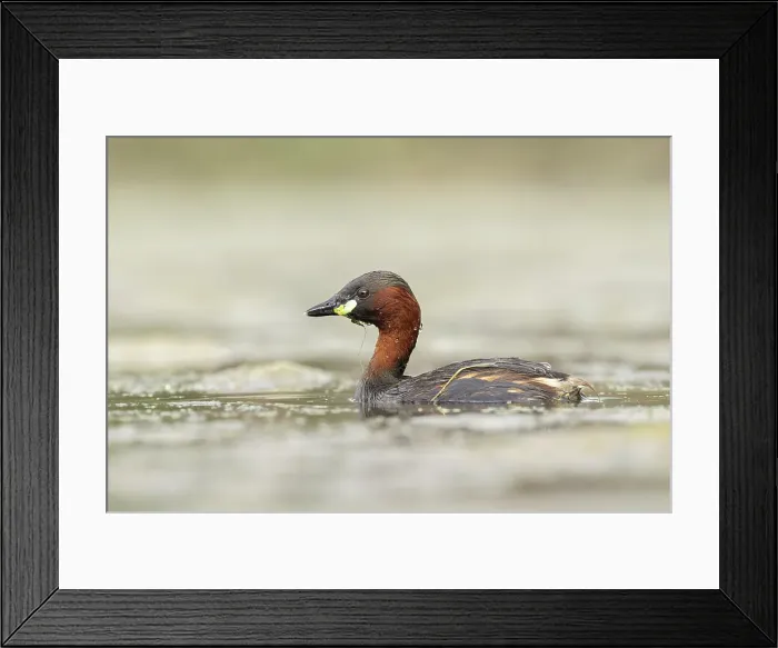 Framed Print : Little Grebe (Tachybaptus ruficollis), near Bratsigovo, Bulgaria