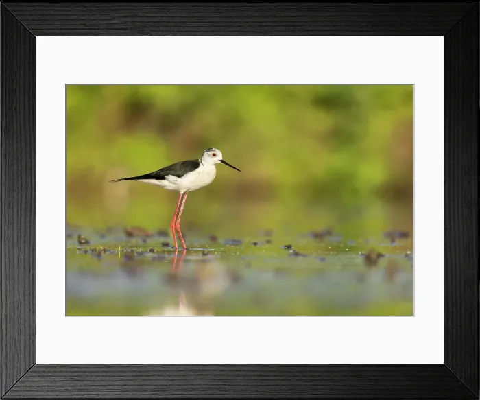 Framed Print : Black-winged Stilt (Himantopus himantopus), adult feeding in shallow water, near Bratsigovo, Bulgaria Framed Print : Black-winged Stilt (Himantopus himantopus), adult feeding in shallow water, near Bratsigovo, Bulgaria