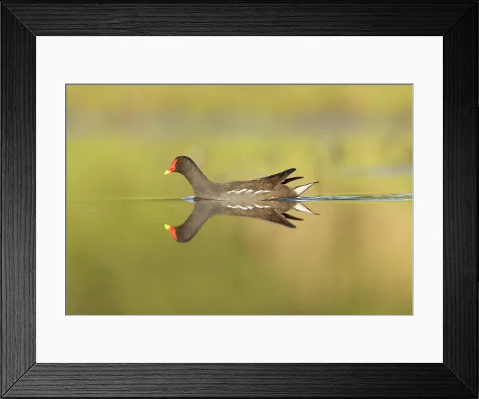 Framed Print : Moorhen (Gallinula chloropus), reflected on water, near Bratsigovo, Bulgaria Framed Print : Moorhen (Gallinula chloropus), reflected on water, near Bratsigovo, Bulgaria